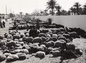 Libya Port of Tripoli Sheep ready for Boarding ship old Photo 1940's?