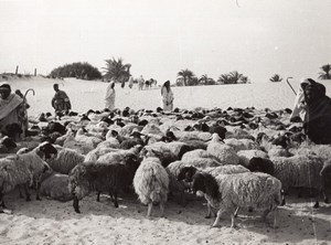 Libya Sheep herd Shepherds near Oasis Drought old Photo 1940's?