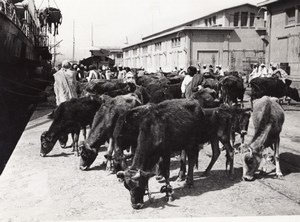 Libya Tripoli Cows Bovine ready for Boarding ship old Photo 1940's?