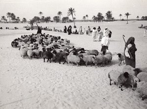 Libya Sheep herd Shepherds near Oasis Drought old Photo 1940's?