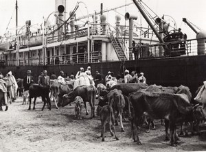 Libya Tripoli Cows Bovine ready for Boarding ship old Photo 1940's?