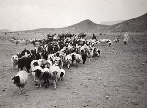 Libya Sheep going to Tripoli for Boarding ship old Photo 1940's?