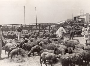 Libya Benghazi Sheep herd Shepherds old Photo 1940's?