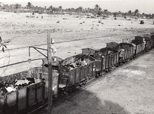 Libya Sheep Transport by Train Railway old Photo 1940's?