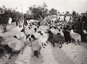 Libya Sheep Herd Transport by Train Railway old Photo 1940's?
