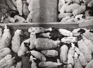 Libya Benghazi? Sheep herds Stock yards old Photo 1940's?