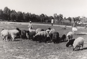 Libya Karakul sheep herd & Shepherd old Photo 1940's?