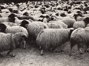 Libya Derna Sheep herd old Photo 1940's?