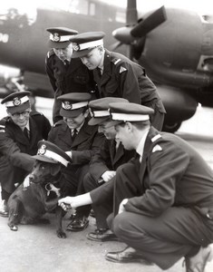 Australia Sydney University Squadron Cadets & Mascot Dog old Photo 1955