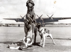 Australia Lincoln Bombing Squadron Mascots Stuffed Kangaroo & Dog old Photo 1952