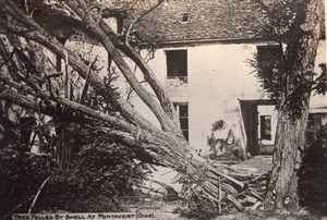 Tree felled by Shell at Pontavert Oise WWI old Photo 1914-1918