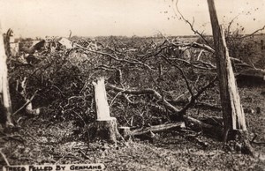Trees felled by Germans Countryside scene WWI old Photo 1914-1918