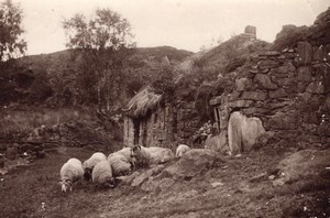 Scotland Aberfoyle Sheep Stone Sheepfold Rob Roy Country old Photo 1910