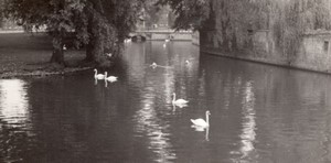 Belgium Bruges Brugge Swans in a Park Pond old Amateur Photo 1950's