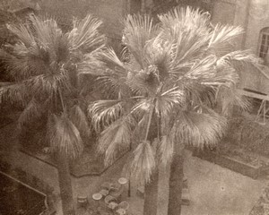 Spain Barcelona Palm Trees Terrace old Amateur Photo 1950's