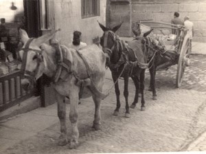 Spain Toledo? Mules pulling a cart old Amateur Photo 1950's