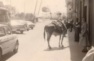 Italy Sanremo Street scene Donkey Mule Automobiles old Amateur Photo 1950's