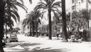 Italy Sanremo Palm tree lines street old Amateur Photo 1950's