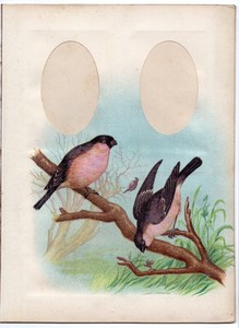 Colorful Photo Album Page 208x282mm for 2 CDV Birds circa 1880
