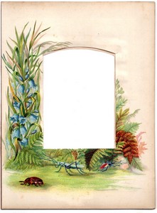 Page d'Album Photo Ancien 208x282mm pour Carte Cabinet Insectes Fleurs vers 1880