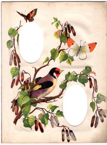 Page d'Album Photo Ancien 208x282mm pour 2 CDV Oiseau Papillons vers 1880