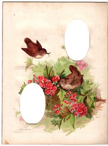 Page d'Album Photo Ancien 208x282mm pour 2 CDV Oiseaux Fleurs vers 1880