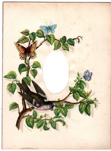 Colorful Photo Album Page 208x282mm for 1 CDV Bird Butterfly circa 1880