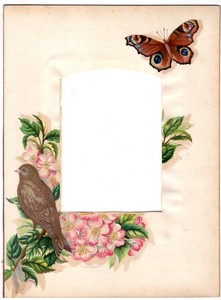 Page d'Album Photo Ancien 208x282mm pour Carte Cabinet Oiseau Papillon vers 1880