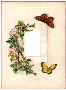 Page d'Album Photo Ancien 208x282mm pour 1 CDV Fleurs Papillons vers 1880
