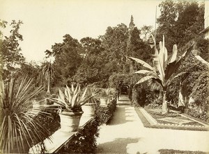 Italy Lake Como Tremezzo Villa Carlotta Gardens Old Photo Bosetti 1890