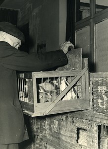 France Lille Region Pigeon Racing Fancying Contest Colombophilie Old Photo 1935