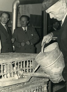 France Lille Region Pigeon Racing Fancying Contest Colombophilie Old Photo 1935