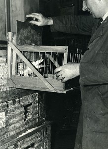 France Lille Region Pigeon Racing Fancying Contest Colombophilie Old Photo 1935