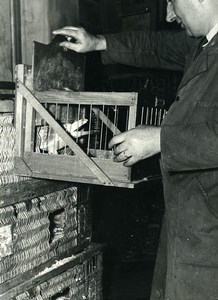 France Lille Region Pigeon Racing Fancying Contest Colombophilie Old Photo 1935