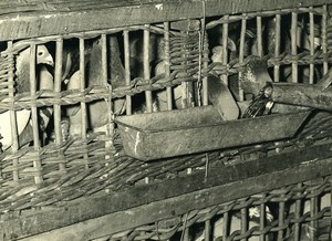 France Lille Region Pigeon Racing Fancying Contest Colombophilie Old Photo 1935