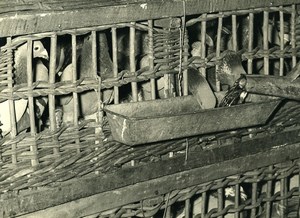 France Lille Region Pigeon Racing Fancying Contest Colombophilie Old Photo 1935