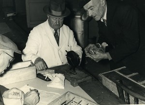 France Lille Region Pigeon Racing Fancying Contest Colombophilie Old Photo 1935