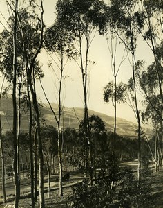 USA California Palos Verdes Peninsula Park Trees Old Photo 1920's