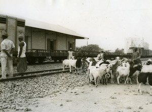 Africa Haute Volta Ouagadougou Goats Old Photo Sarr Cheick 1960