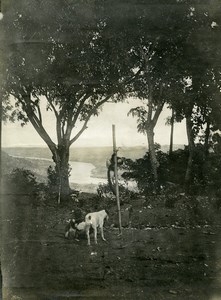 Africa Madagascar Animals Trees River Old Photo 1910