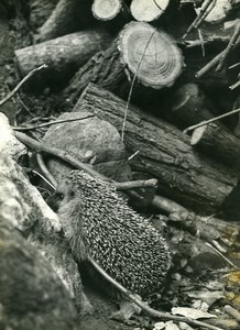 France Hedgehog on a pile of wood logs Old Photo Eve Heymann 1960