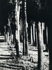 Tunisia Carthage Study Forest Trees Landscape Old Photo Leon Lemaire 1935