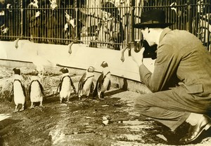 Royaume Uni Photographe au Zoo de Londres Pingouins Ancienne Photo 1920's