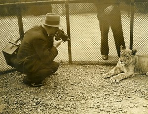 Royaume Uni Photographe au Zoo de Londres Lion Lionne Ancienne Photo 1930