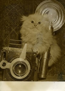 France Persian Cat Photographer Cat Show Old Photo 1950