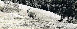 Israel Amiram Little Israeli Boy Young Deer? Old Photo Francis Maziere 1969