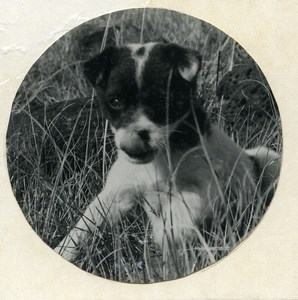 Easter Island Rapa Nui Orongo Puppy Old Francis Maziere Photo 1965