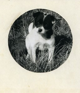 Easter Island Rapa Nui Orongo Puppy Old Francis Maziere Photo 1965