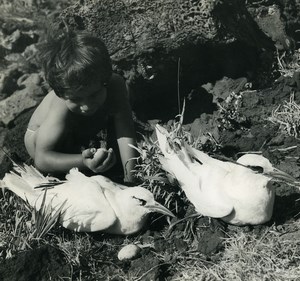 Easter Island Rapa Nui Orongo Tropicbird Old Francis Maziere Photo 1965