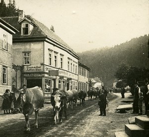 Friedrichroda Herd of Cows Germany Old Stereoview Photo 1900